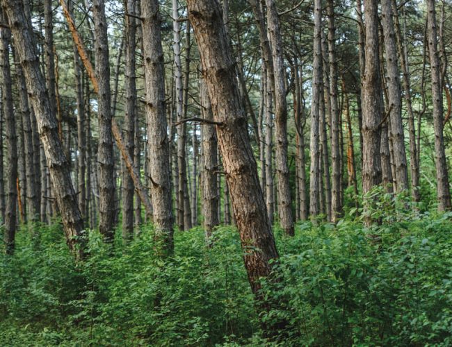 Max van Rijswijk: The Mesoamerican Corridor as a climate solution