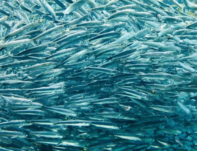 Climate benefits of the Mesoamerican Corridor by Max van Rijswijk