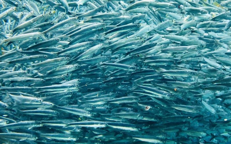 Climate benefits of the Mesoamerican Corridor by Max van Rijswijk